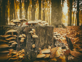 Stack of a tree stump in forest