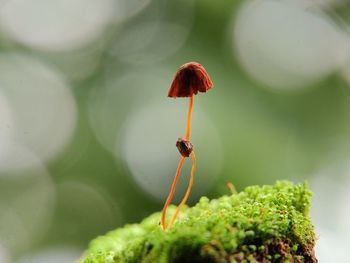 Close-up of insect on plant