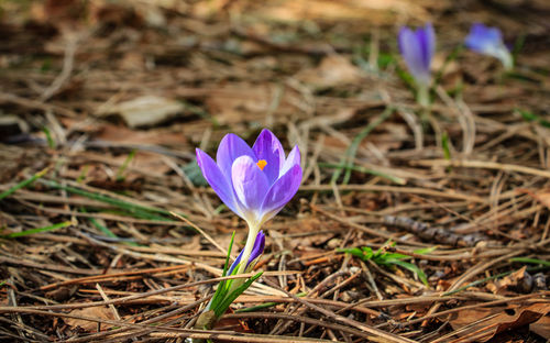 flowering plant