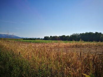 Scenic view of field against clear blue sky