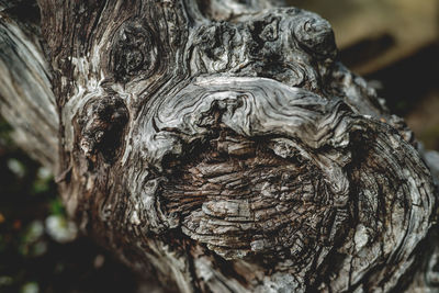 Close-up of tree trunk