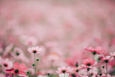 Close-up of pink cherry blossoms