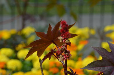 Close-up of yellow maple leaves on plant