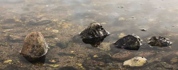 Close-up of crab on rock in water