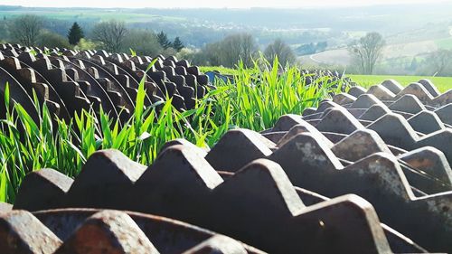 Scenic view of grassy field