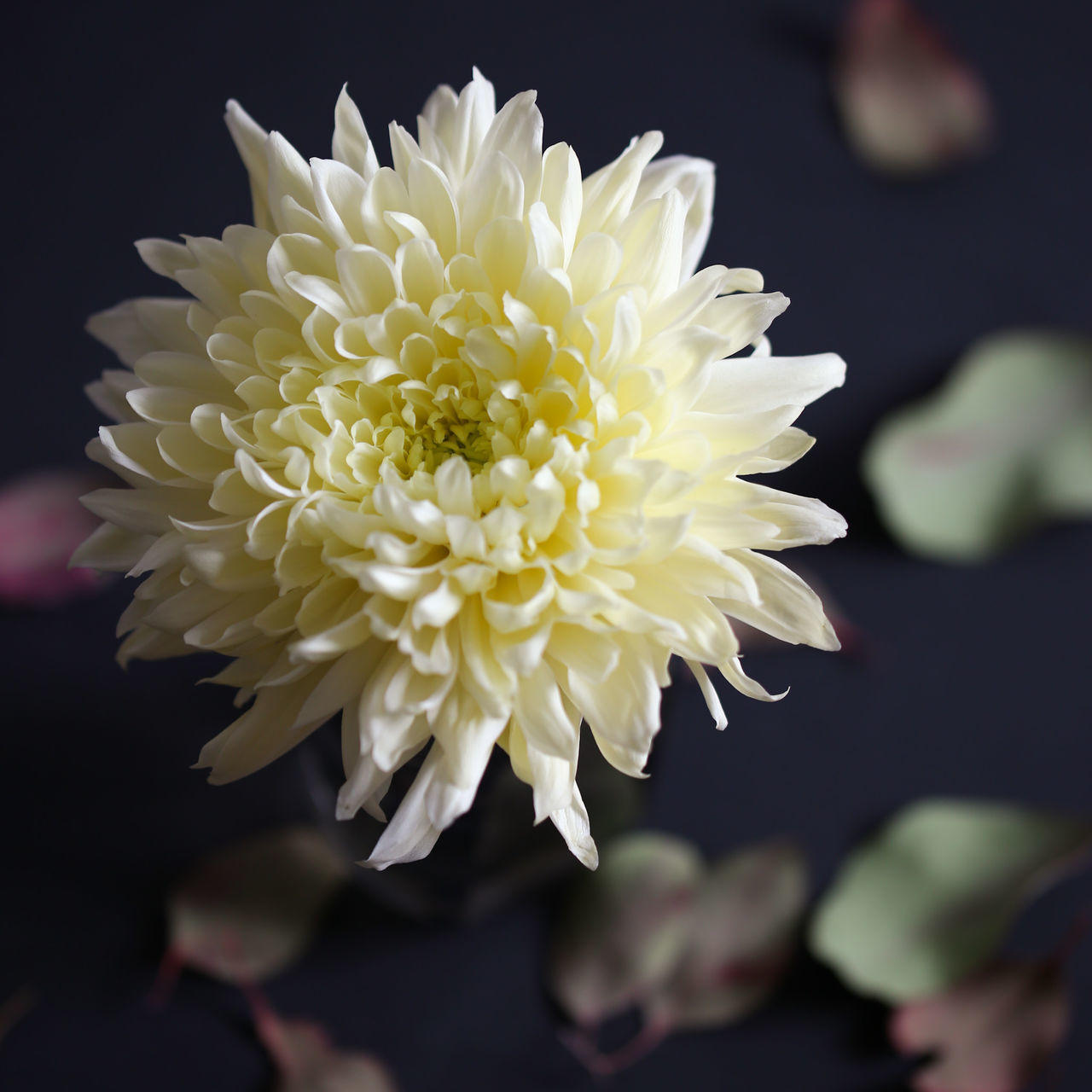 CLOSE-UP OF WHITE DAHLIA FLOWER