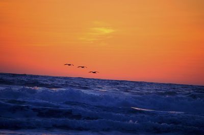 Bird flying over sea at sunset