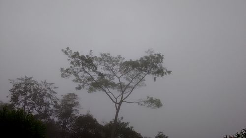 Low angle view of trees against sky