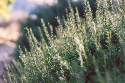 Close-up of stalks in field