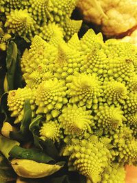 Full frame shot of yellow flowers