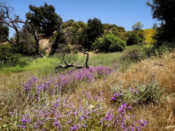 Purple flowering plants on field against sky