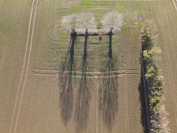 High angle view of trees growing on field