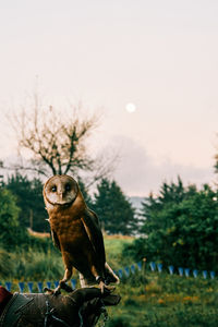 Owl looking away on field against sky