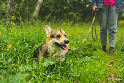 Corgi welsh pembroke smiles and lies in the summer grass