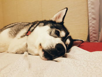 Close-up of dog relaxing at home