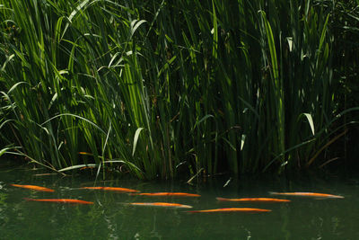 Trees in pond