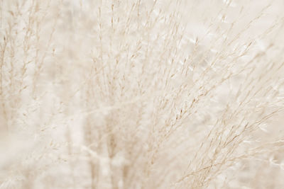 Close-up of wheat growing on field