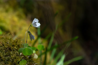 Close-up of white flower on plant