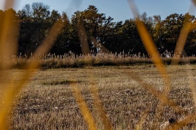 Trees on field against sky