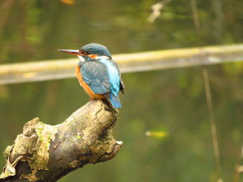 Close-up of kingfisher perching on branch