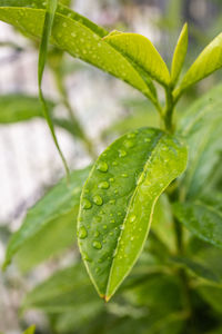Close-up of wet plant