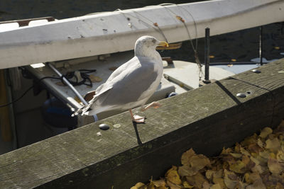 Close-up of seagull perching on metal