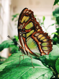 Close-up of butterfly on leaf