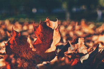 Close-up of dried autumn leaf on land