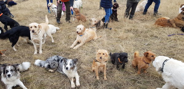 Group of people with dogs on field