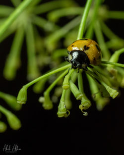 Close-up of bee pollinating on flower