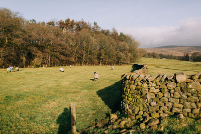 Scenic view of grassy field against sky