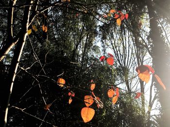 Low angle view of trees against orange sky