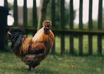 Rooster on field