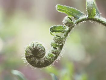 Close-up of fern