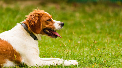 Dog looking away on field