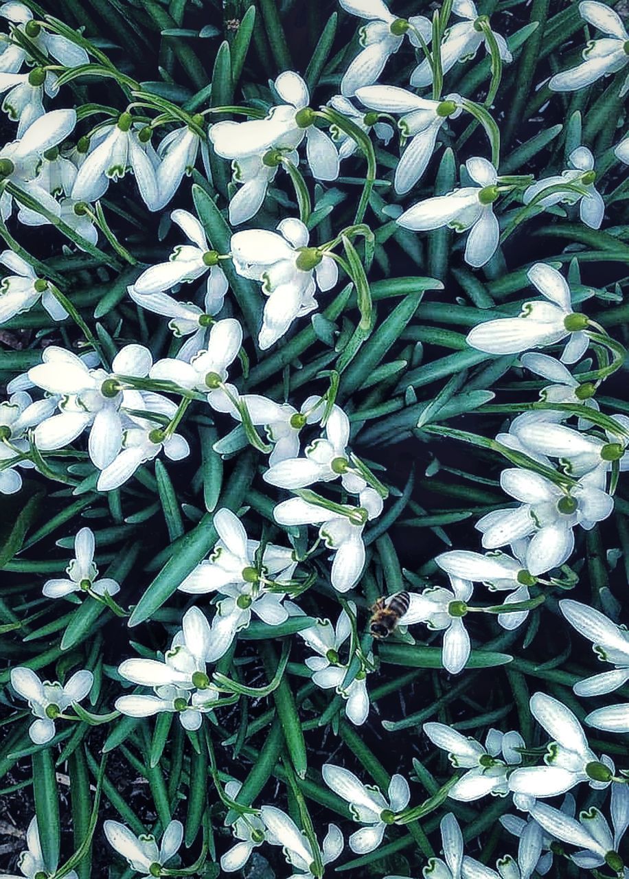 green color, plant, no people, full frame, backgrounds, day, high angle view, nature, freshness, growth, beauty in nature, leaf, plant part, close-up, abundance, flower, white color, outdoors, directly above, food and drink