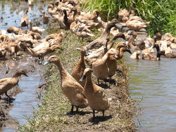 Ducks at lakeshore