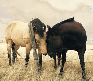 Horses on field against sky