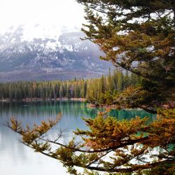 Scenic view of lake in forest