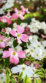 Close-up of pink flowering plants