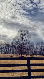 Bare trees on landscape against sky