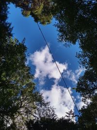 Low angle view of trees against blue sky