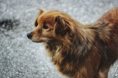 Close-up of dog looking away