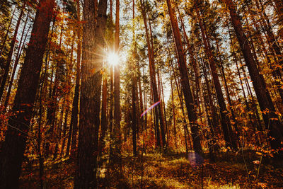 Sunlight streaming through trees in forest