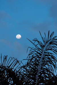Low angle view of plants against moon at night