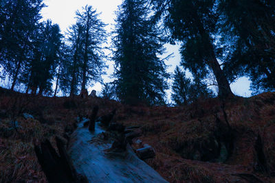 Low angle view of trees on landscape against sky