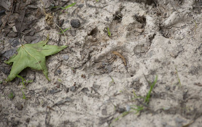 High angle view of lizard on field