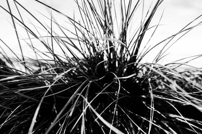 Close-up of cactus growing on field against sky