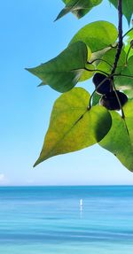 Scenic view of sea against blue sky