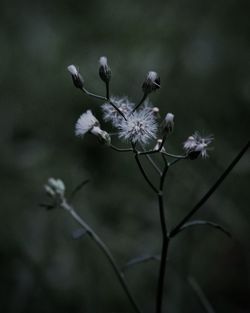 Close-up of flowers against blurred background